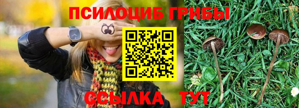 Казань  Галлюциногенные грибы GOLDEN TEACHER  Вход с VPN 